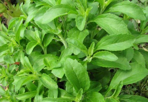 Stevia plant