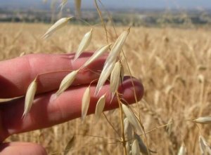 We geven je twee gezonde recepten met haver