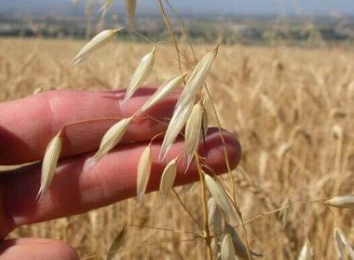 We geven je twee gezonde recepten met haver